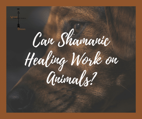 Does Shamanic Healing Work for Pets? - The Wired Shaman